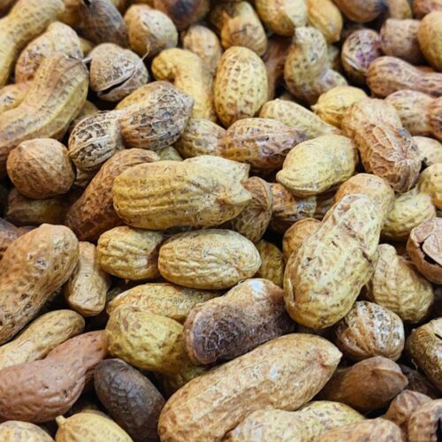 PEANUT WITH SHELL LOOSE